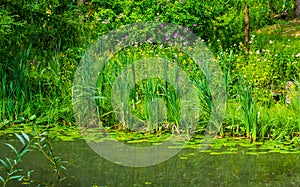 Tropical river scenery with reeds and lilies in the water, nature background