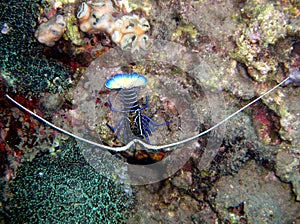 Tropical rock lobster Panulirus ornatus