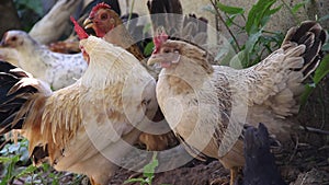 Tropical rooster bantams flock standing in garden