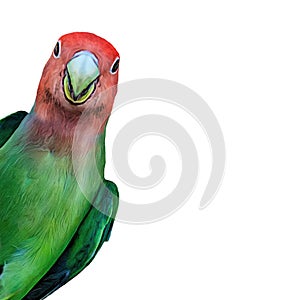 Tropical Rosy-Faced Lovebird Closeup Illustration