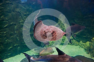 Tropical round ribbontail ray fish