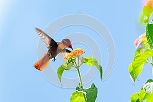 Tropical Ruby Topaz hummingbird with red and gold flowers drinking nectar from a flower