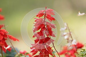 Tropical sage Salvia splendens