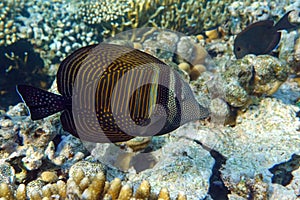 Tropical Sailfin Tang fish, Zebrasoma veliferum,Red Sea