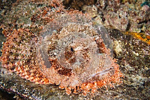 Tropical saltwater fish Reef Stonefish