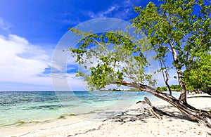 Tropical sand beach with a green tree, Carribeam