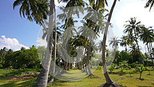 Tropical sand beach with palm trees in sunset, sunrise, aerial dolly shot flying through the trunks, wild pristine beach