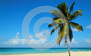 Tropical sandy beach with exotic palm tree, against blue sky and azure water