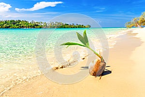 Tropical sandy beach overgrown green palm tree with clear sea water on background blue sky