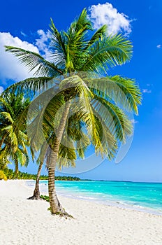 Tropical sandy beach with palm tree