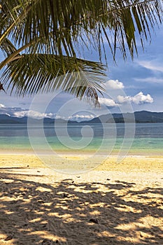 Tropical sandy beach with palm trees