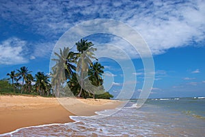 Tropical sandy beach with palm trees