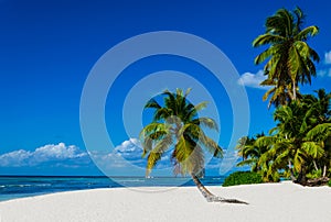 Tropical sandy beach with palm trees