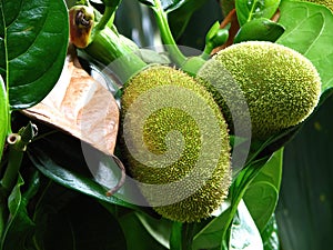 tropical sapling young green jackfruits hanging on the trees