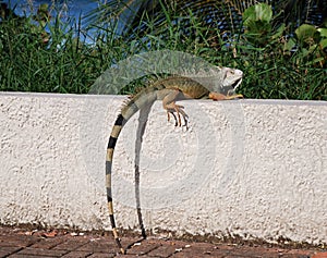 Tropical Saurian in the Old Town of San Juan, Puerto Rico