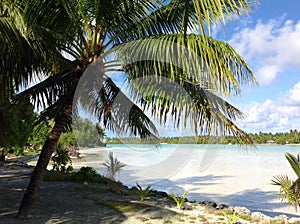 Tropical scene in Fiji with palm trees in the sunset by the ocean