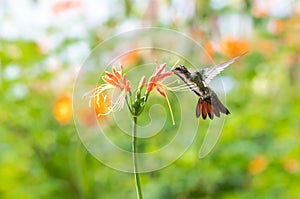 Tropical scene of a hummingbird feeding on an exotic flower