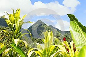 Tropical scene of Martinique mountains, Mount Pelee in the background, Lesser antilles.