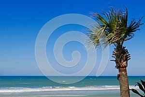 Tropical scene: Single palm tree on blue ocean beach