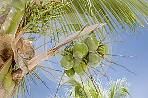 Bunch of coconuts hanging on a coconut tree