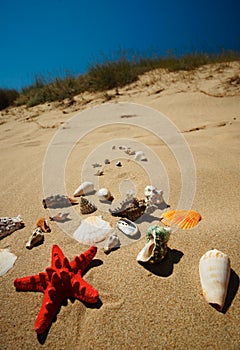 Tropical scenery with shell