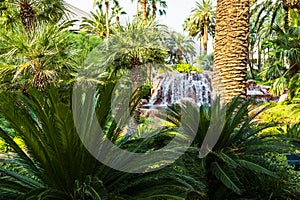Tropical scenery of the Treasure Island Casino Hotel in Las Vegas, Nevada, USA.