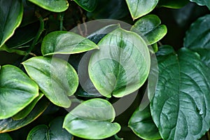 Tropical `Scindapsus Treubii Moonlight` house plant leaves with light silver markings photo