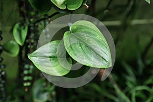 Tropical `Scindapsus Treubii Moonlight` house plant leaves with light silver markings photo