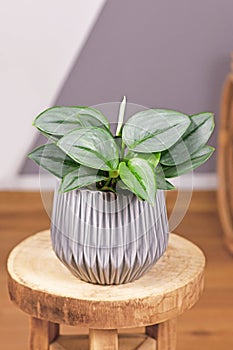 Tropical Scindapsus Treubii Moonlight houseplant in flower pot on w table