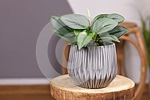 Tropical `Scindapsus Treubii Moonlight` houseplant in flower pot on wooden table