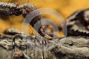 Tropical Scorpion in Thailand