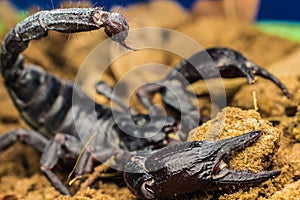 Tropical Scorpion in Thailand