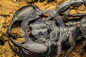 Tropical Scorpion in Thailand