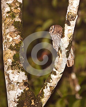 Tropical Screech Owl