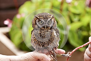 Tropical Screech Owl