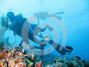 Tropical scuba diving adventure