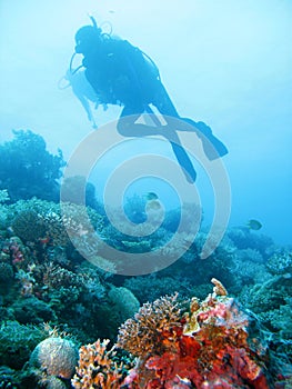 Tropical scuba diving adventure