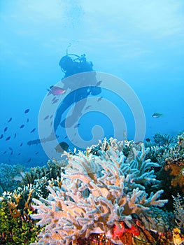 Tropical scuba diving adventure