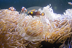 Tropical sea anemone and clown fish Amphiprion percula