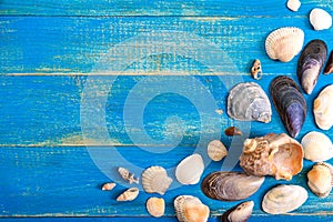 Tropical sea background. Different shells on the blue boards, top view. Free space for inscriptions. Summer theme