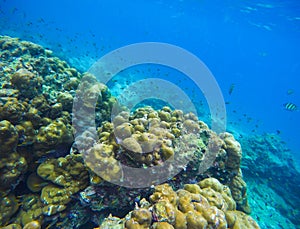 Tropical sea and coral reef underwater landscape.