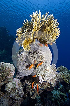 Tropical sea corals photo
