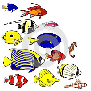 Tropical sea fish species