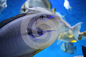 Tropical sea fish swims in the ocean water in the aquarium