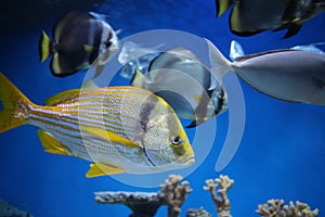 Tropical sea fish swims in the ocean water in the aquarium