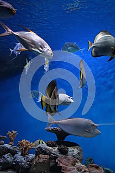 Tropical sea fish swims in the ocean water in the aquarium