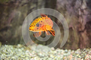 Tropical sea fish swims in the ocean water in the aquarium