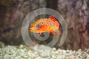 Tropical sea fish swims in the ocean water in the aquarium