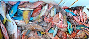 Tropical sea fishes on market