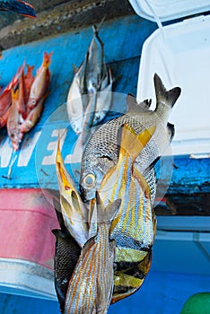 Tropical sea fishes on market